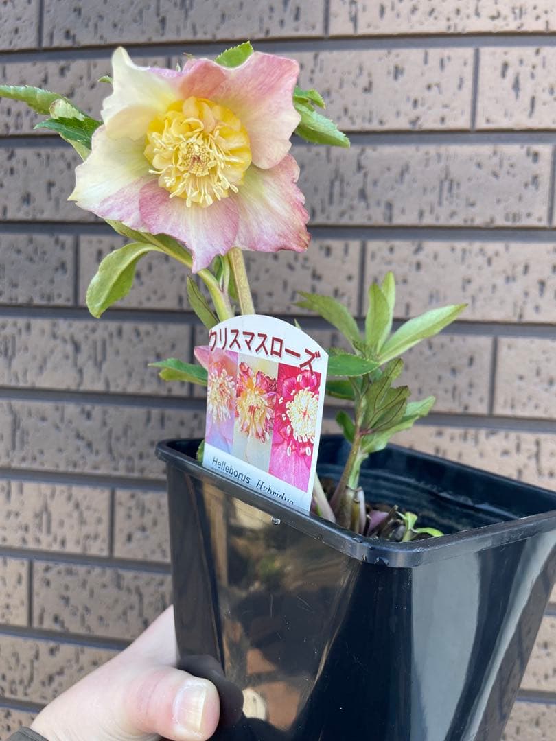 クリスマスローズ　セミダブル　ゴールド交配　 花苗　開花株　蕾　野田園芸