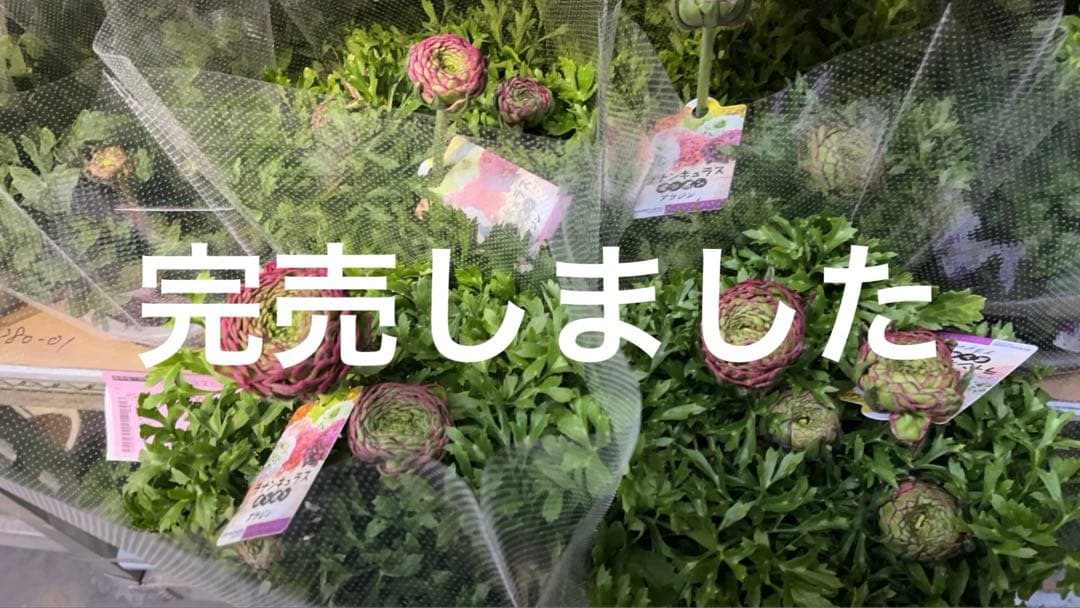 ラナンキュラスサクセスグランドパステル 5寸 同梱割引可能