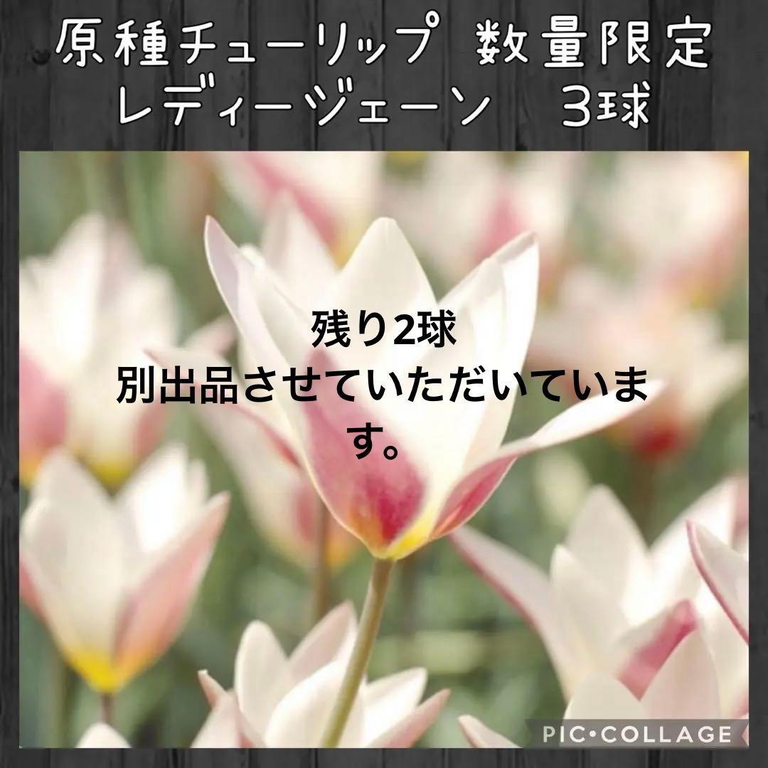 【球根】原種 チューリップ レディージェーン　3球　数量限定　在庫少なめ