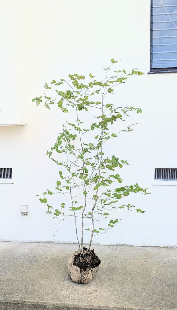 Kayoさま。山採りアズキナシ。