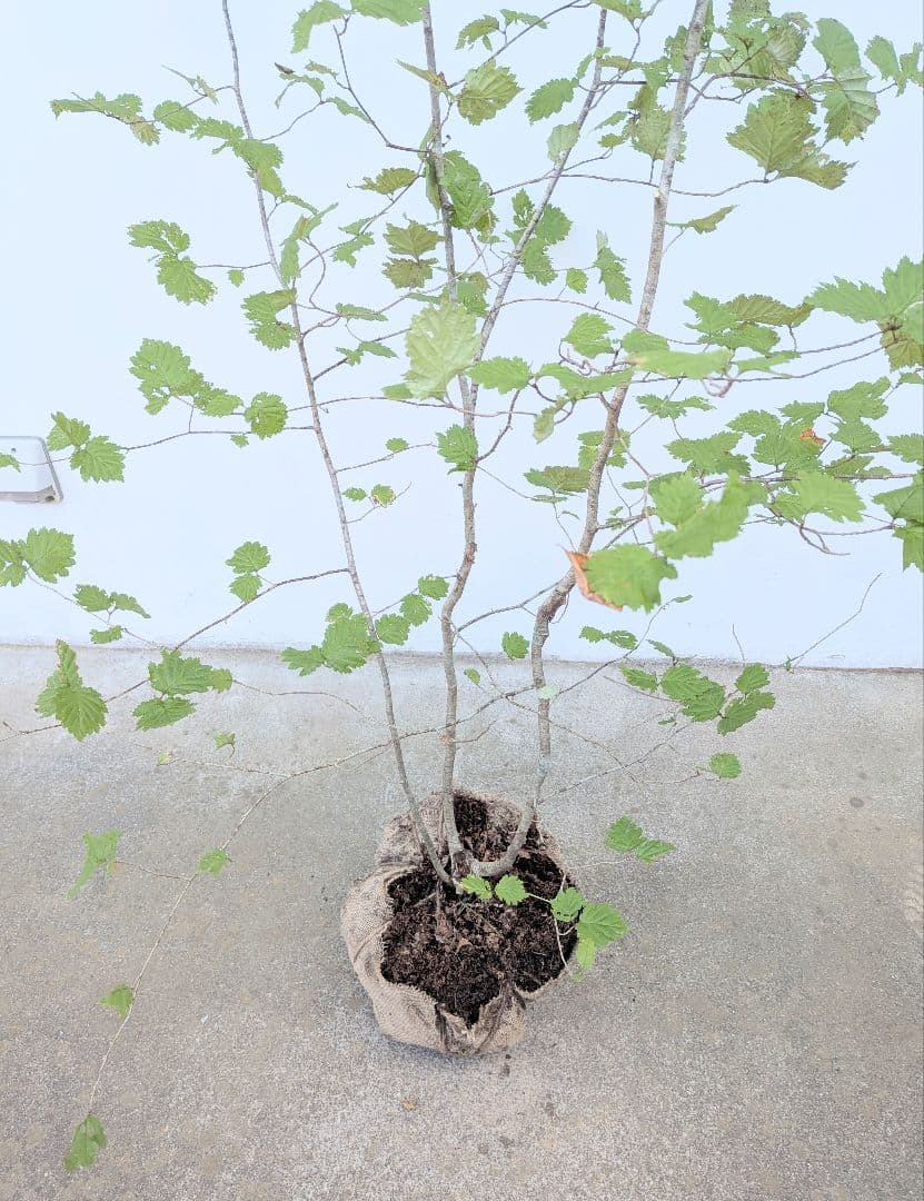 Kayoさま。山採りアズキナシ。