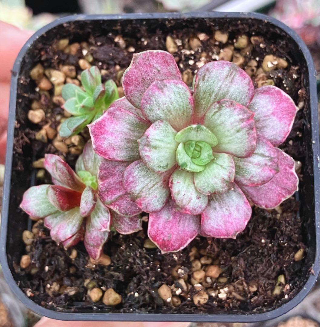 摘芯株　ノーブルレッド錦　、キュービックフロスティ錦　覆輪、ロンギシマ錦　他