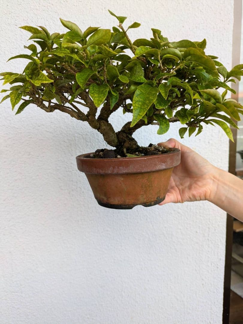 ブーゲンビリア 盆栽