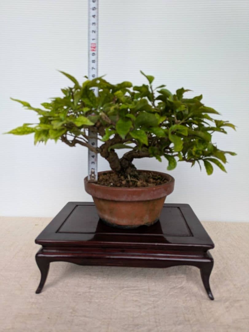 ブーゲンビリア 盆栽