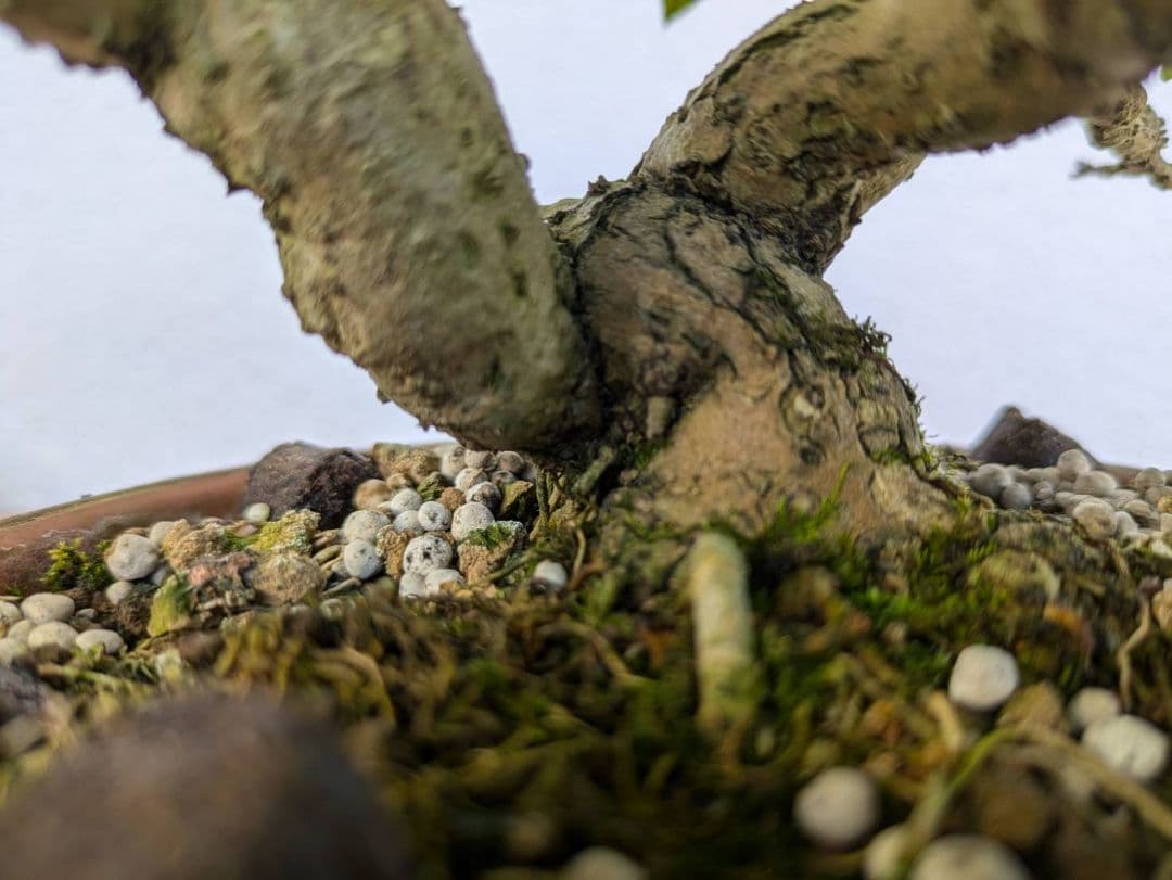 ブーゲンビリア 盆栽