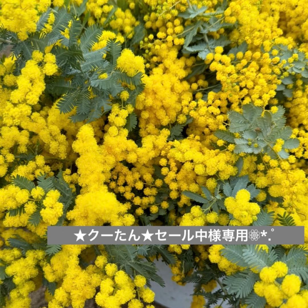 ★クーたん★セール中❁⃘*.゜