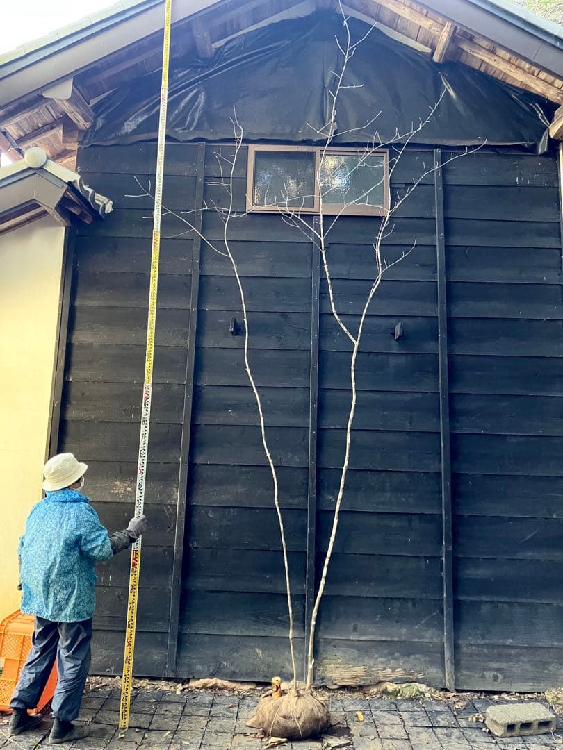 500 山採り　アオダモ