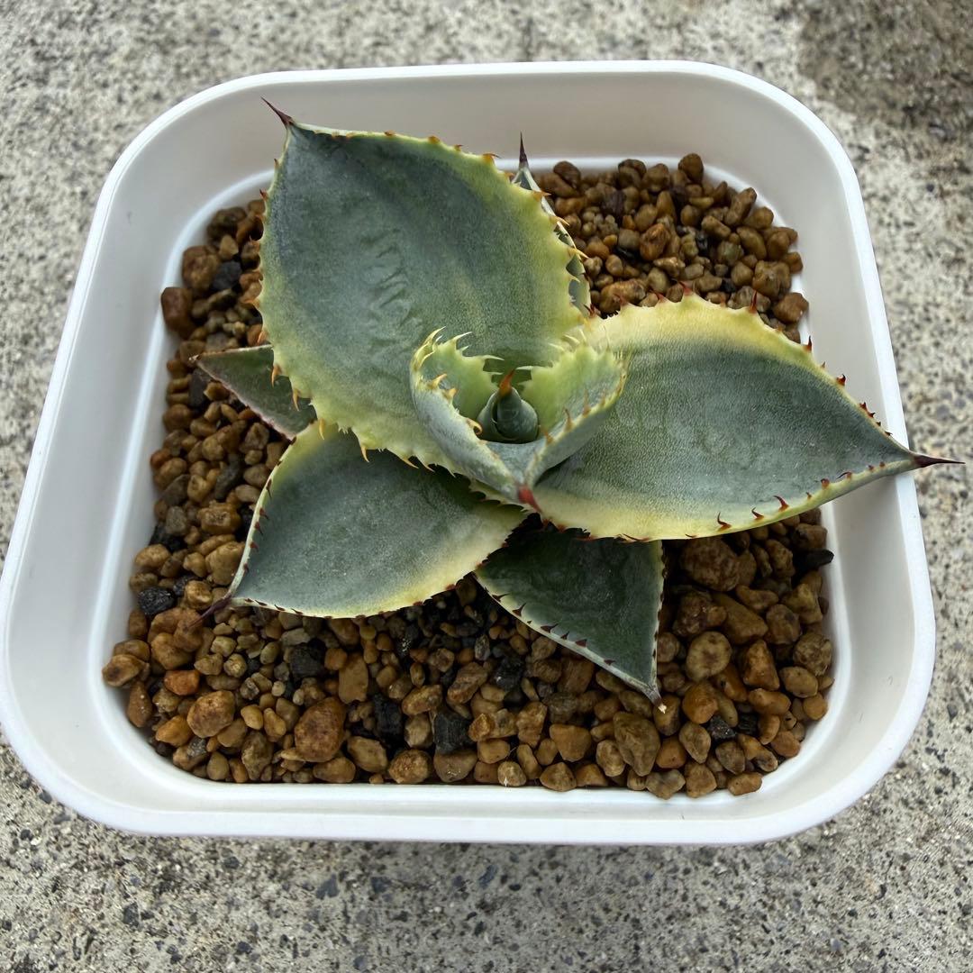agave 'Illusion'② TC【※活着済み】耐寒性抜群 厳選US輸入株