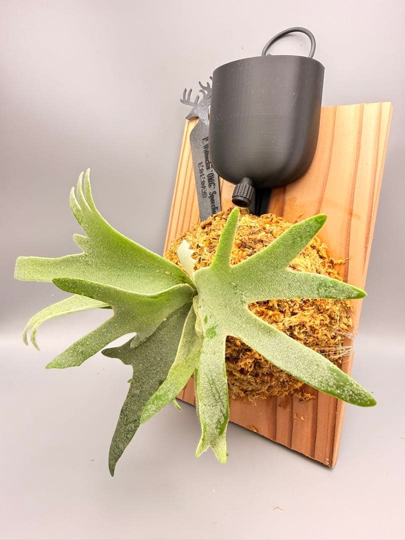 超極大サイズ　ビカクシダP.willinckii OMG spore