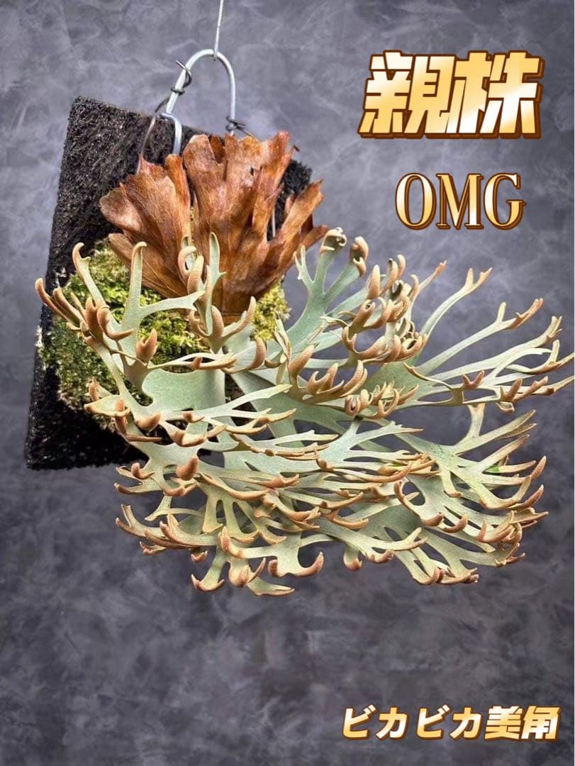 超極大サイズ　ビカクシダP.willinckii OMG spore