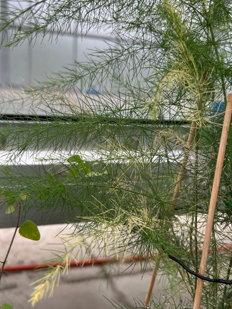 レア　希少　アスパラガス　斑入り