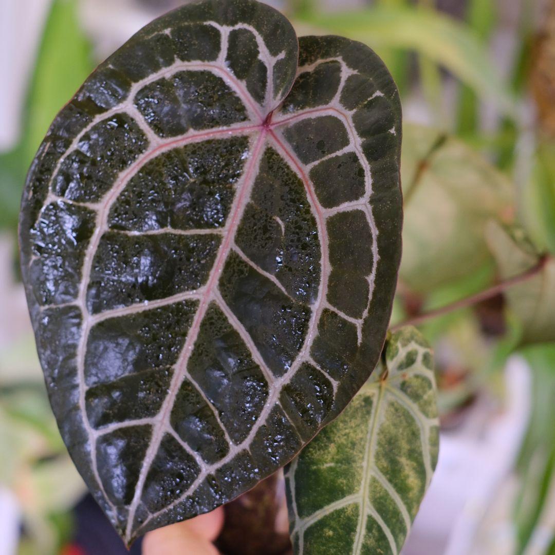【正規タグ】Anthurium 'Michelle'│アンスリウム・ミシェル④