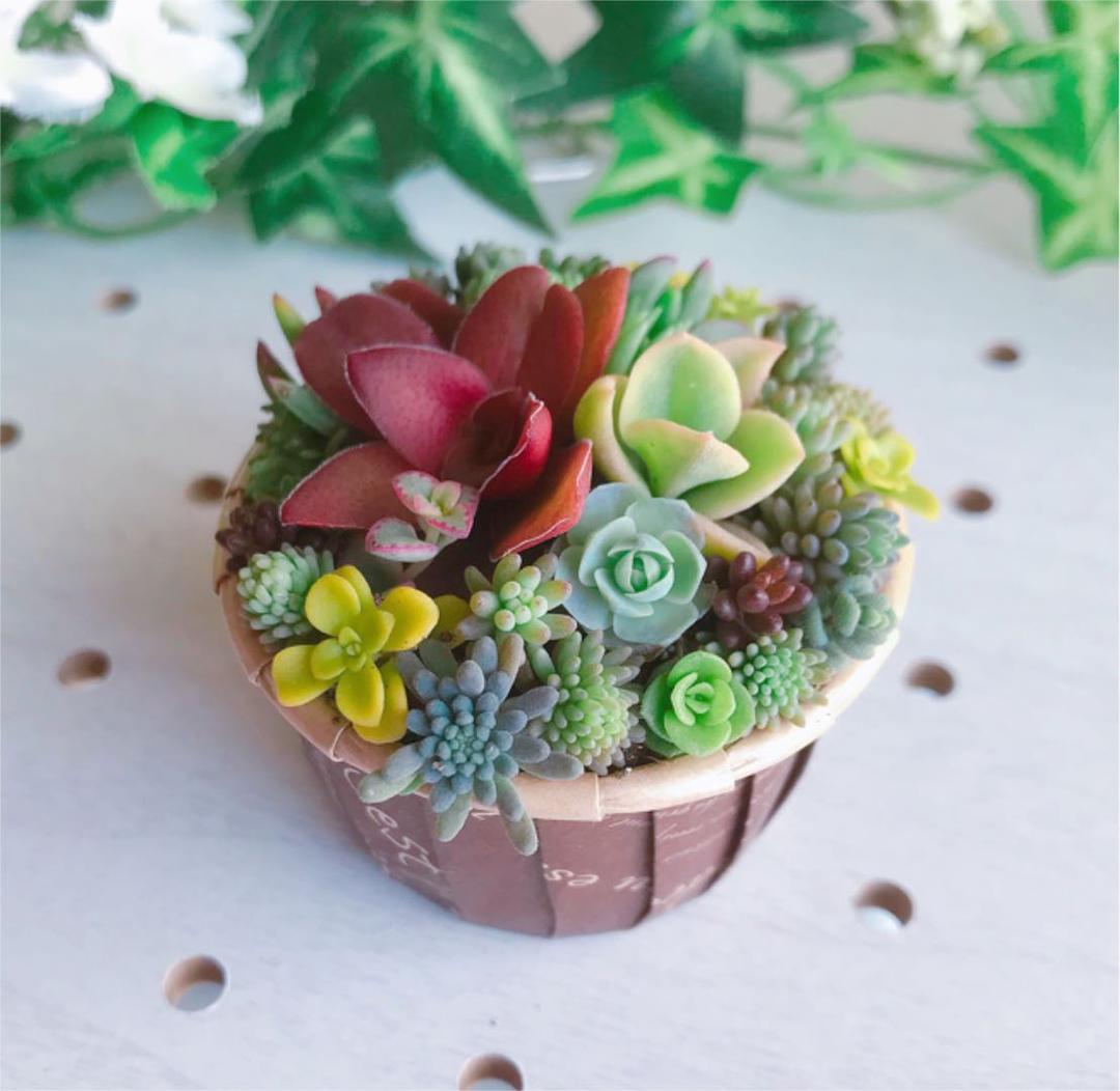 ★★セダム畑❤️★寄せ植え★このまま飾れます★ちまちまキュンキュン★多肉植物