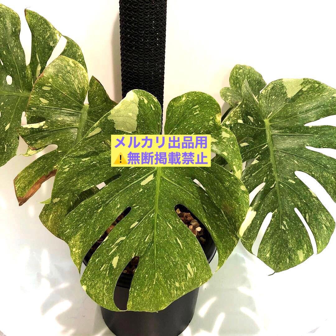 希少大株　斑入りモンステラ　デリシオーサ　グリーンスノー　9号鉢植え発送　葉5枚