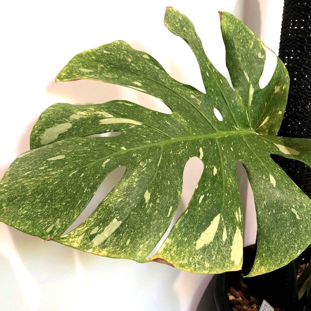 希少大株　斑入りモンステラ　デリシオーサ　グリーンスノー　9号鉢植え発送　葉5枚