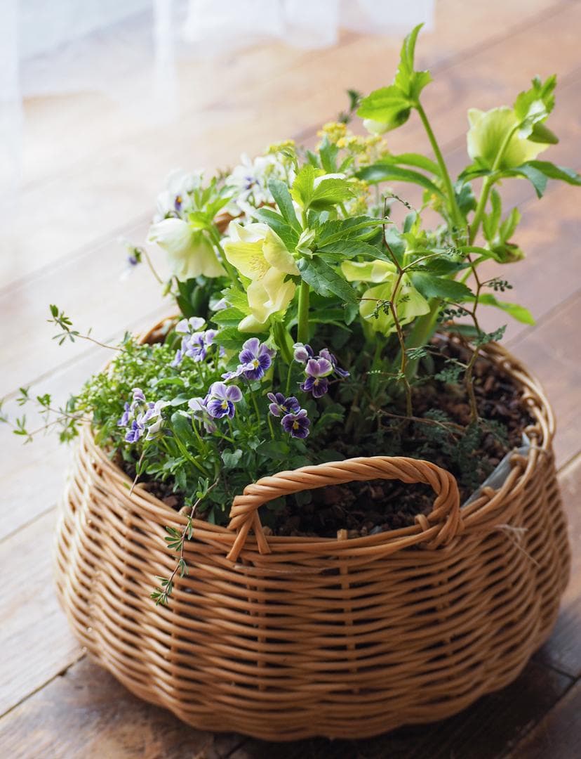 クリスマスローズの爽やかな籠庭風寄せ植え