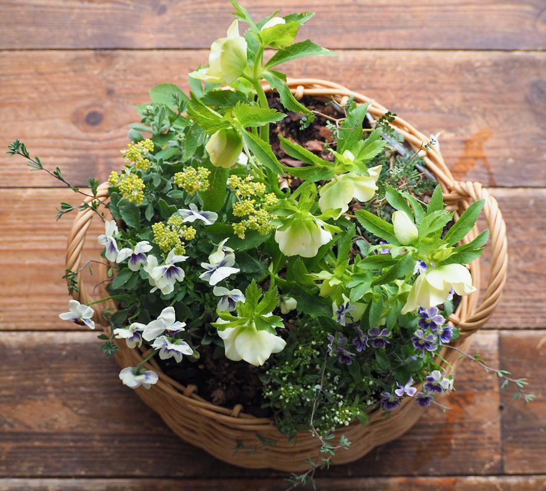 クリスマスローズの爽やかな籠庭風寄せ植え