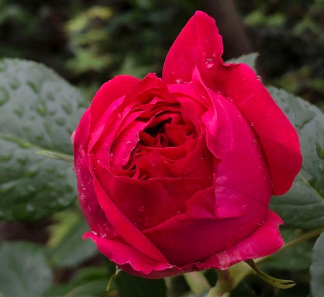 レッドピエールドゥロンサール薔薇苗木