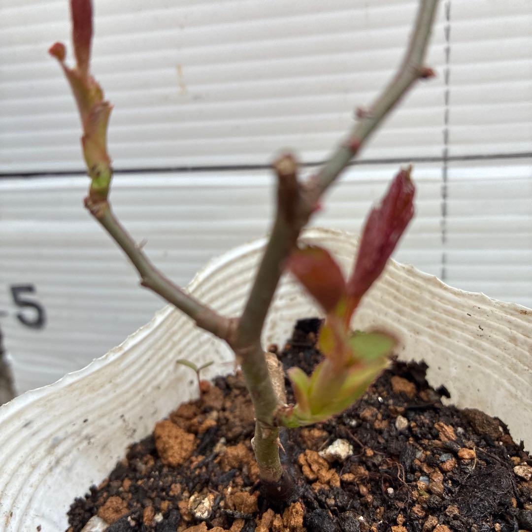 レッドピエールドゥロンサール薔薇苗木