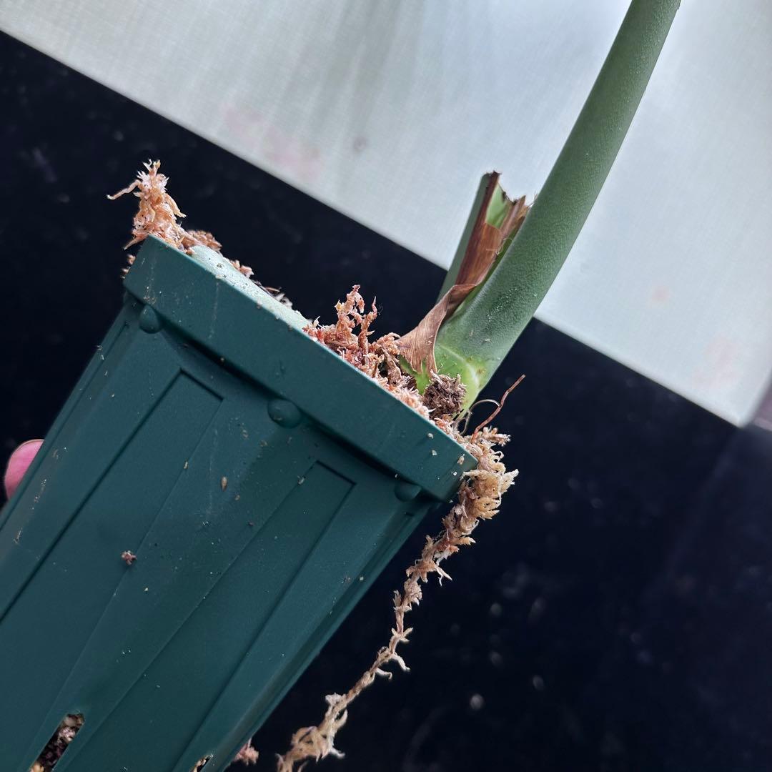 k*u様 モンステラデリシオーサマクロコズム超希少系統鉢植え