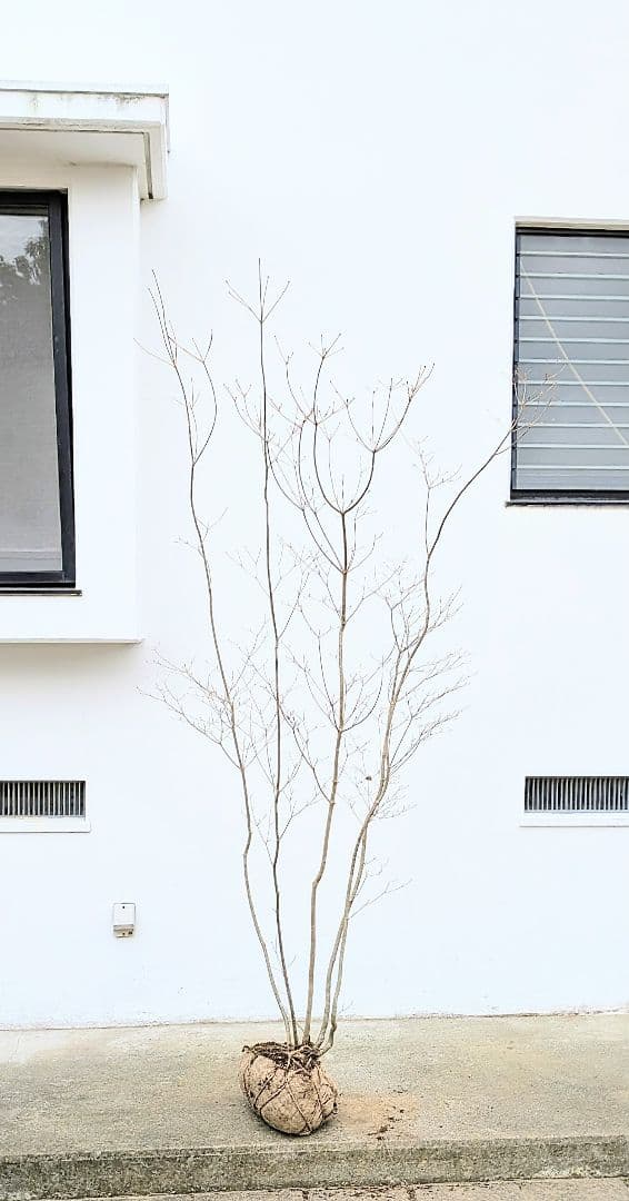 新春特価。山採りドウダンツツジ。