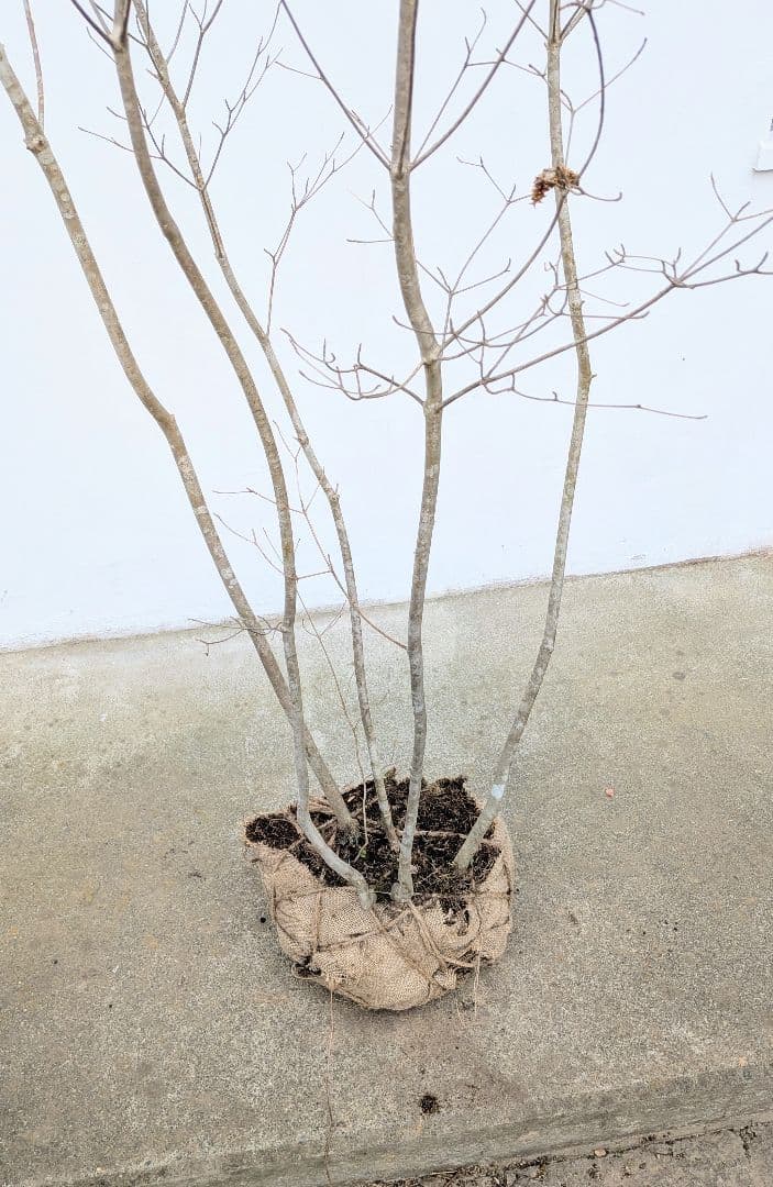 新春特価。山採りドウダンツツジ。