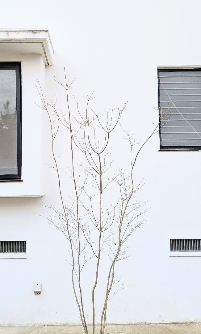 新春特価。山採りドウダンツツジ。