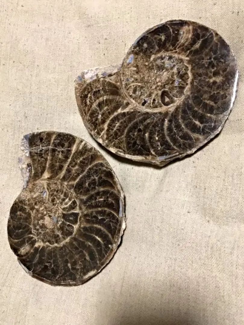 教材にも☆ アンモナイト 化石 スライス一対