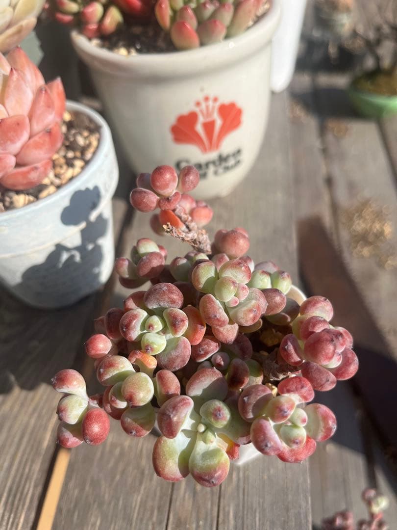 多肉☆コミックトム・10本・カット苗・セダム