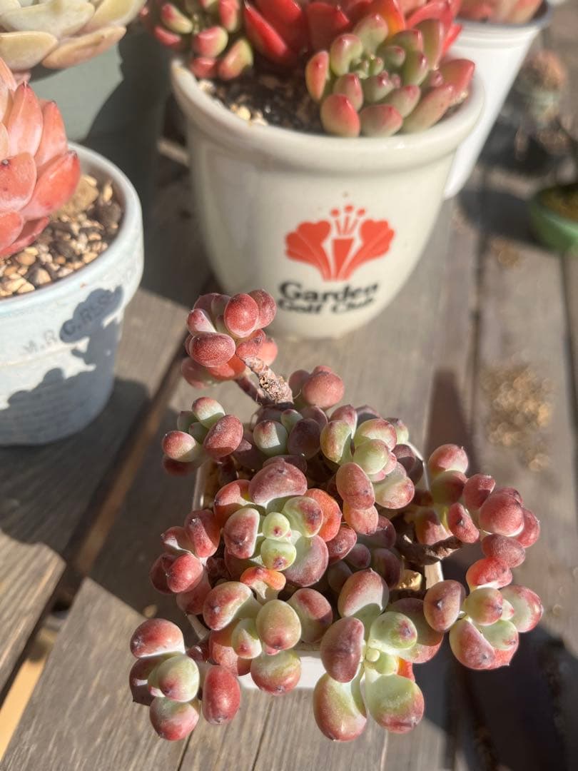 多肉☆コミックトム・10本・カット苗・セダム