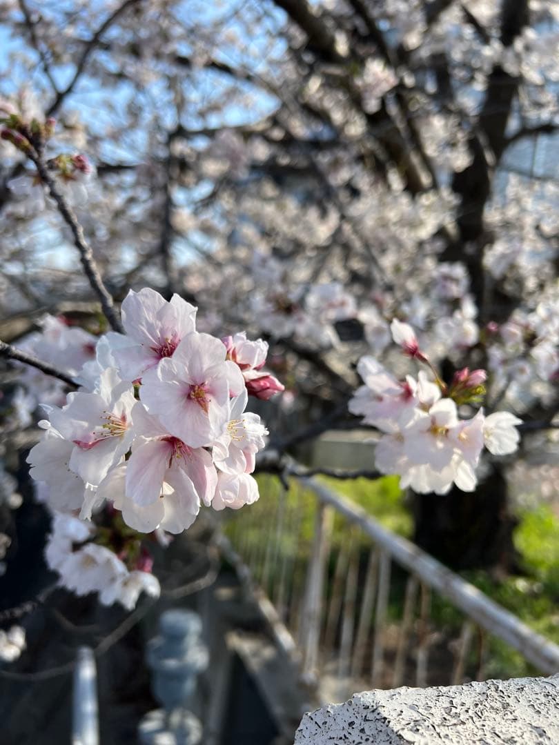 precious mellowページ