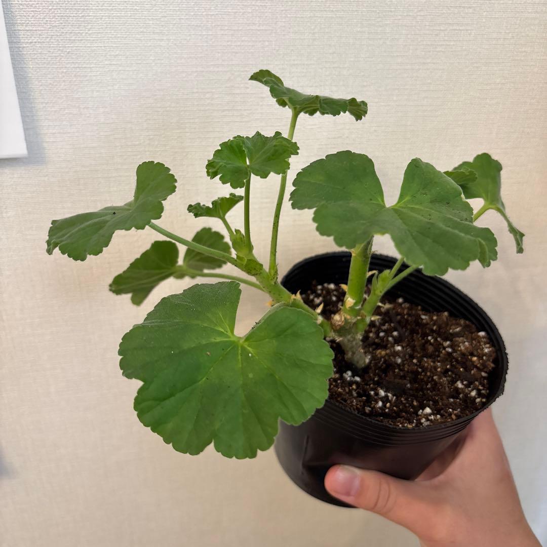 リピーター割引　日本初海外品種ゼラニウム　希少品種ゼラニウムR