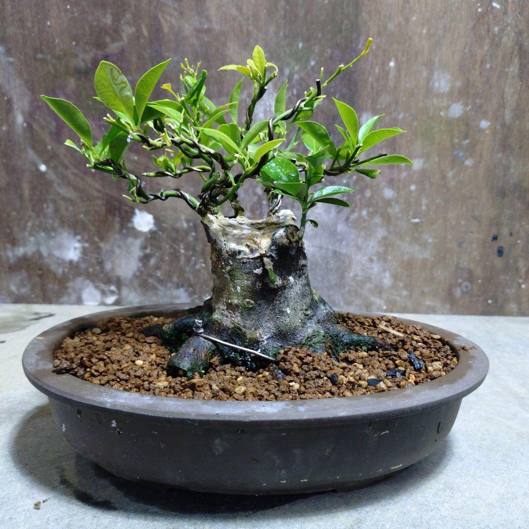 シークワーサー