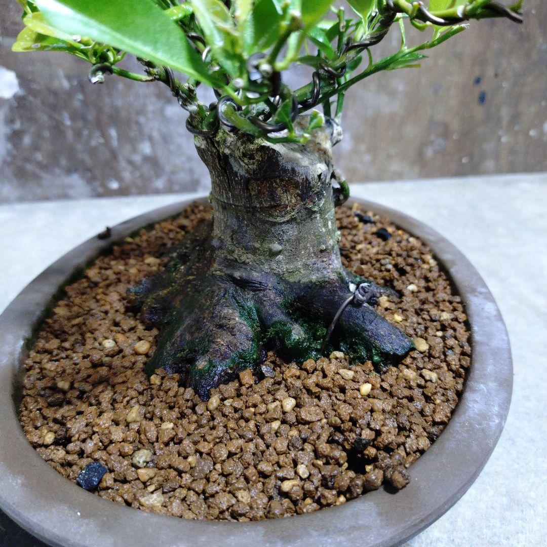 シークワーサー