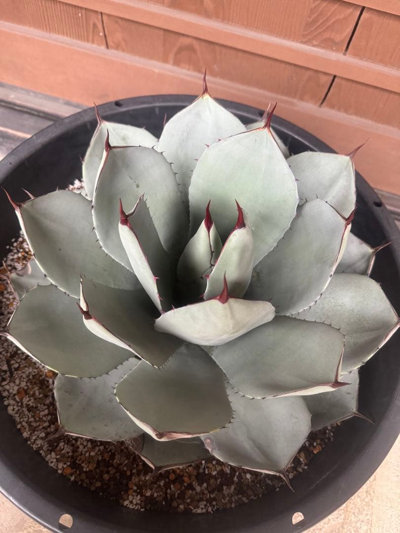 アガベ Agave parryi ssp. truncata 257