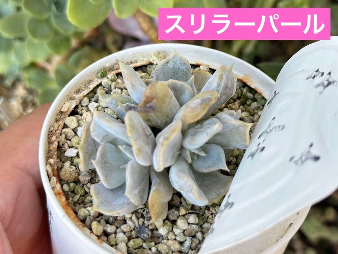 【㊗️お得♪@2180】スリラーパール群生（4頭）