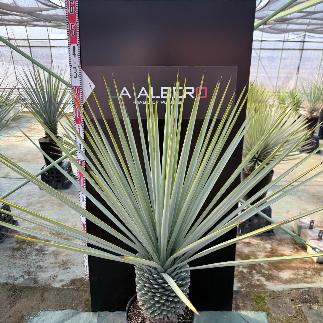 【AL1171】ユッカ　リギダ