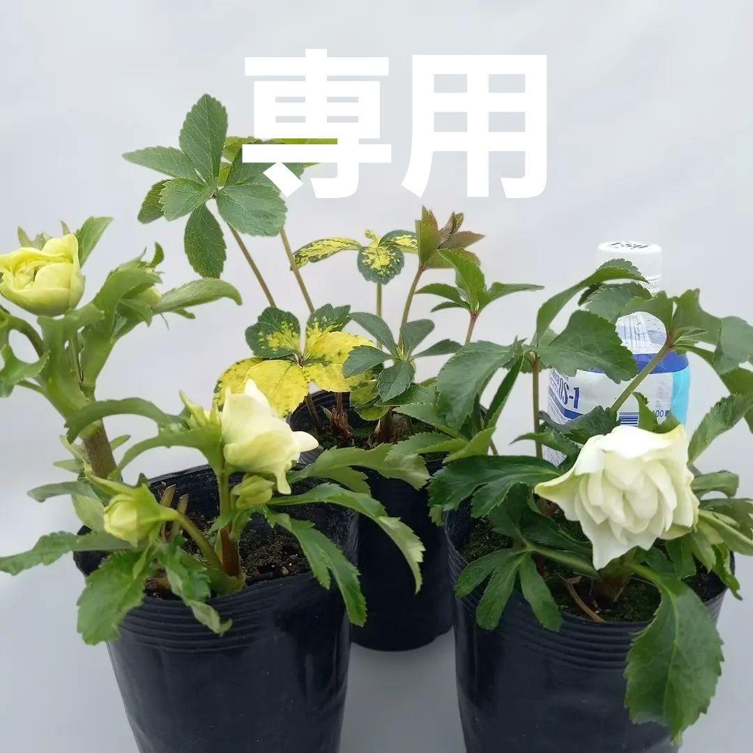 専用、お買い得♪クリスマスローズ3個セット、苗、開花株