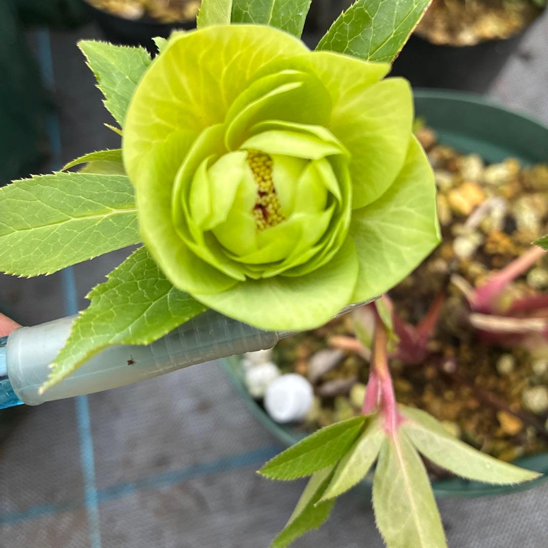 クリスマスローズ　グリーンオーレア　赤軸　開花途中　７寸