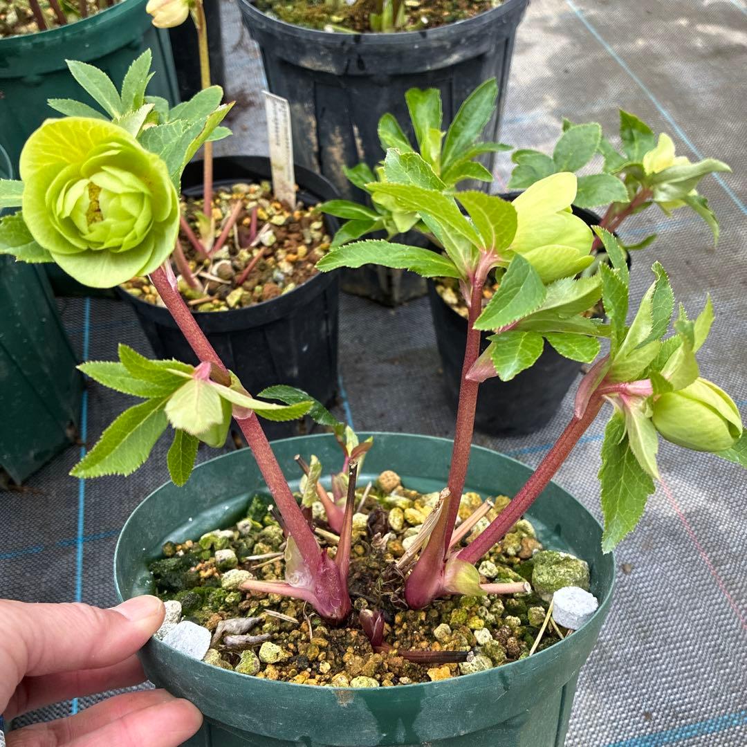 クリスマスローズ　グリーンオーレア　赤軸　開花途中　６寸