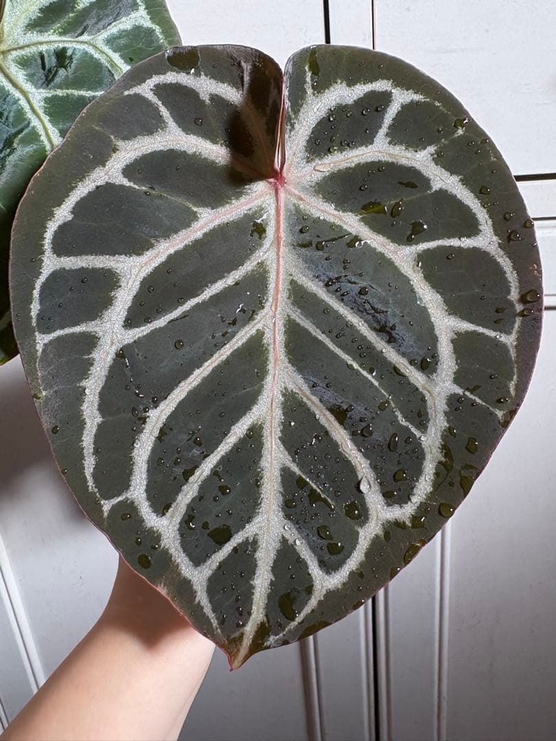 その他観葉植物 Anthurium Mystic A88