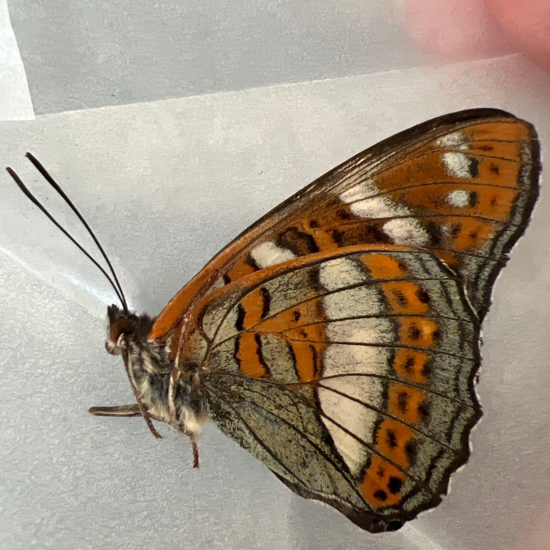 オオイチモンジ　モンゴル産10頭セット売り