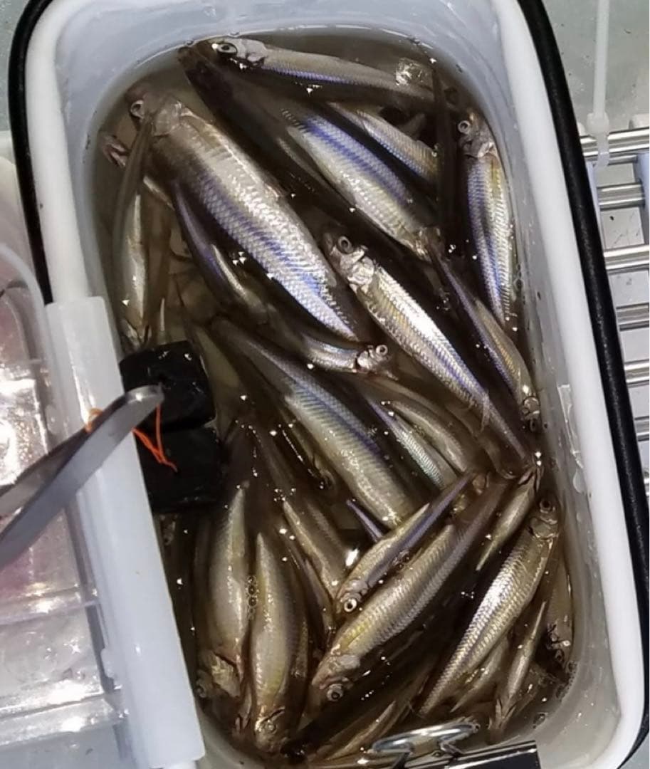 ワカサギステンレス穂先　右手用 左手用2セット