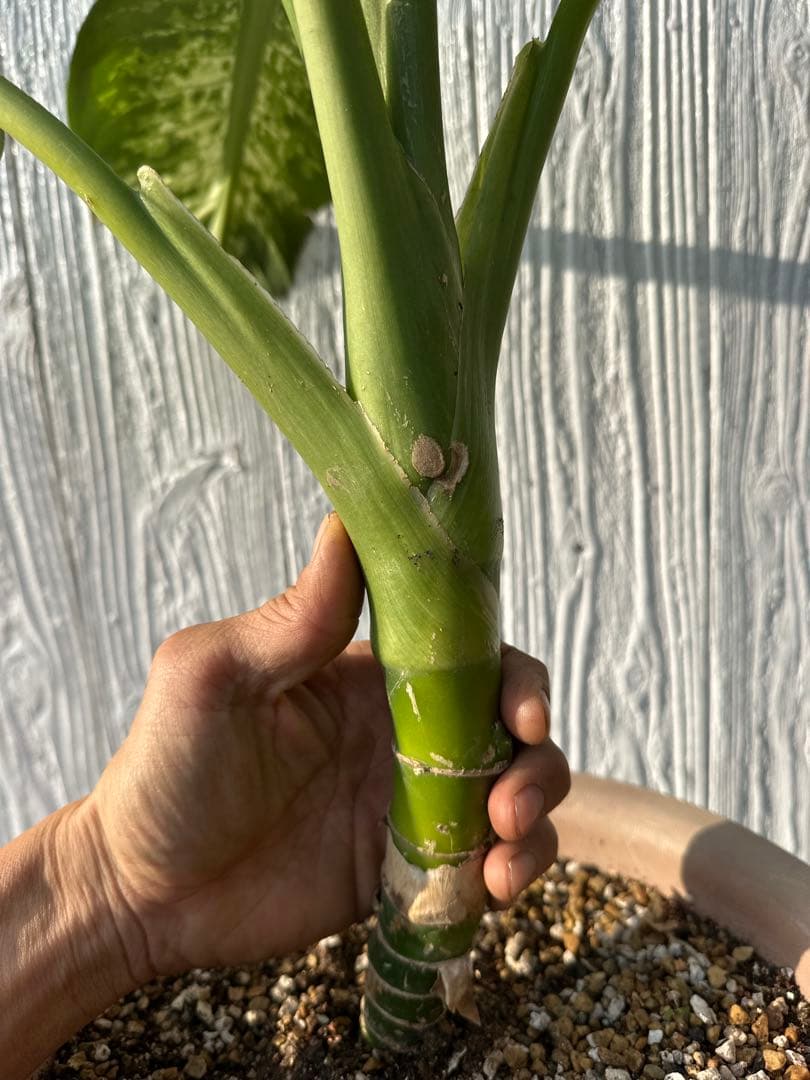 ディフェンバキア　大株　Dieffenbachiaseguine