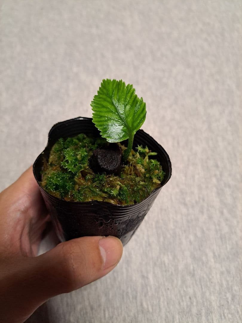 山野草　シダ　リュウビンタイ　Angiopteris somae 台湾北部産