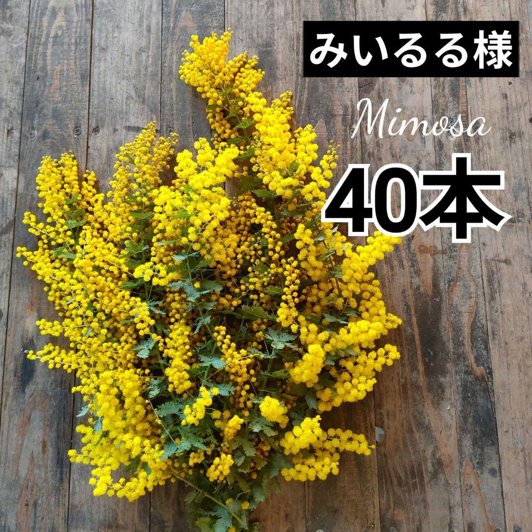 みいるるページ