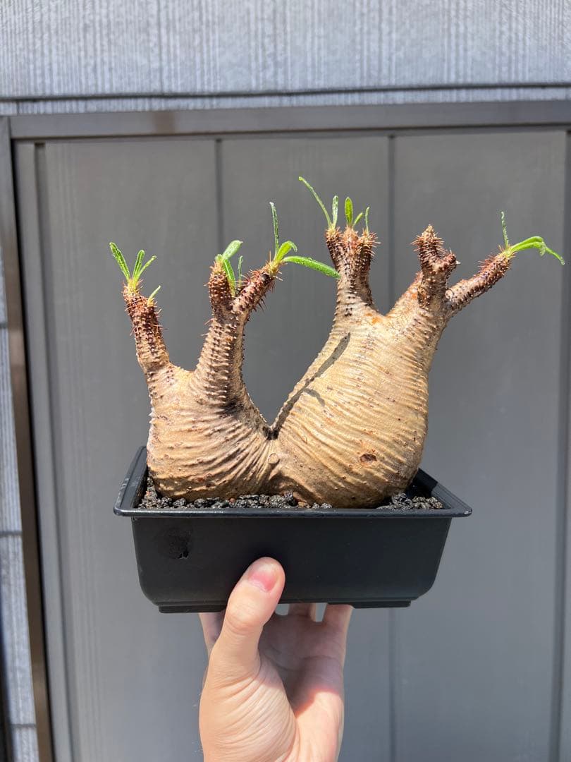 パキポディウム　グラキリス 多頭発根済み鉢植え（検 塊根植物　多肉植物　パキプス