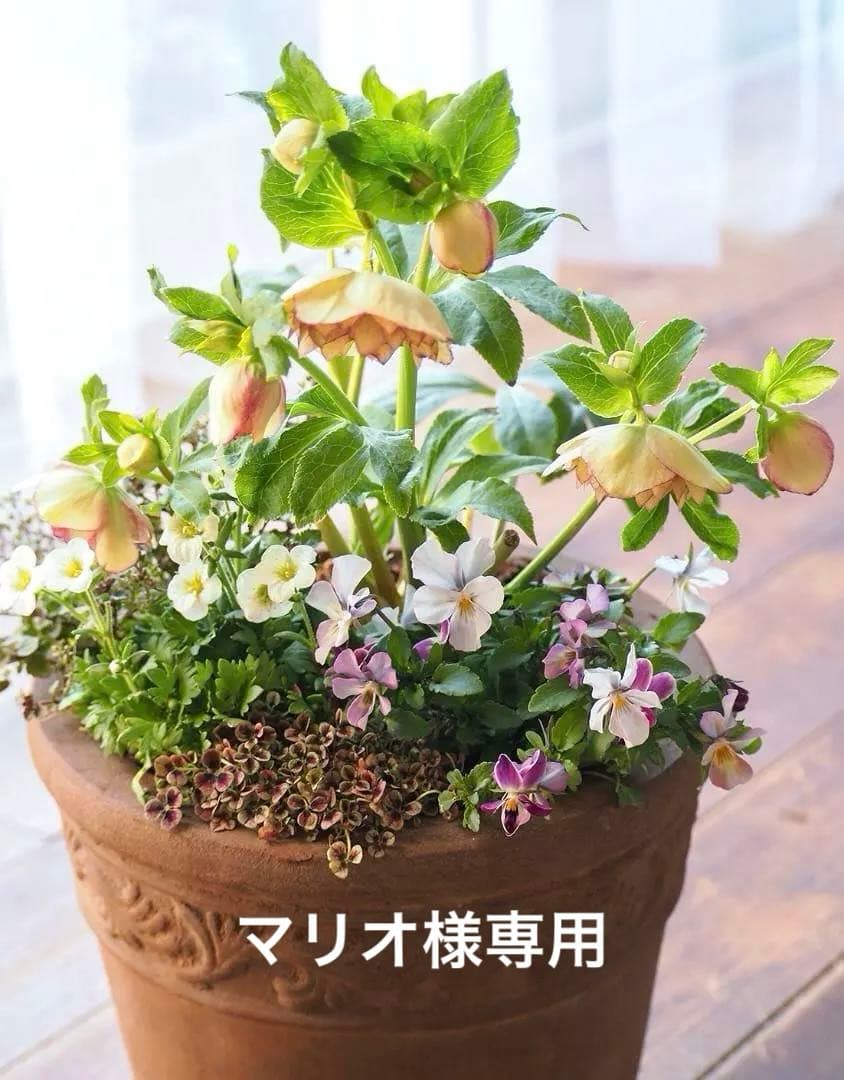 アンティーク調テラコッタ クリスマスローズのナチュラル寄せ植え