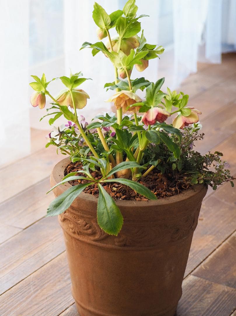 アンティーク調テラコッタ クリスマスローズのナチュラル寄せ植え