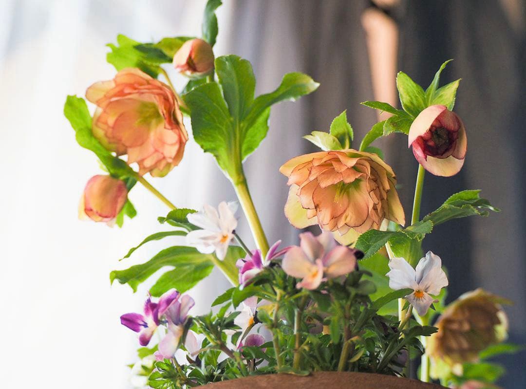 アンティーク調テラコッタ クリスマスローズのナチュラル寄せ植え